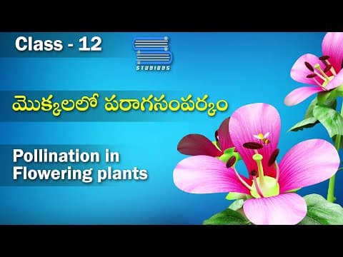 మొక్కలలో పరాగసంపర్కం | Pollination in Flowering plants | Sexual reproduction in flowering plants