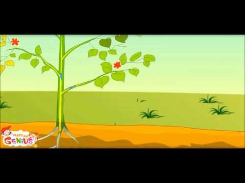 What is Photosynthesis in Plants-