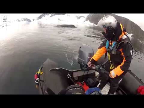 Protecting Antarctic Giants: Whales in the Southern Ocean