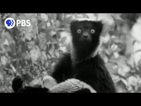 Young David Attenborough records the first-ever audio of an indri lemur