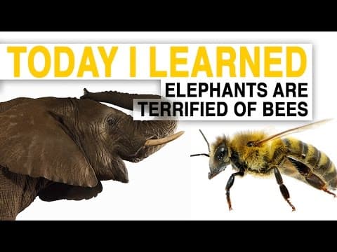 TIL: Bees Could Help Save Elephants—By Scaring Them | Today I Learned