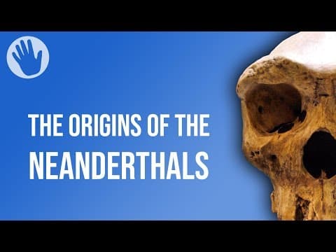 The origins of the neanderthals