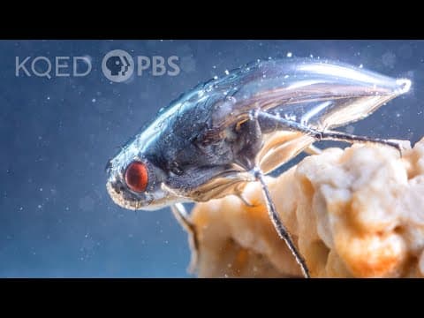 This Daring Fly Swims in a Shimmering Bubble Shield | Deep Look - YouTube