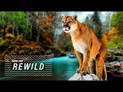 Could These Bridges Keep Mountain Lions Safe?