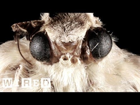 How Moth Eyes Inspired the Camera Lens | Think Like a Tree