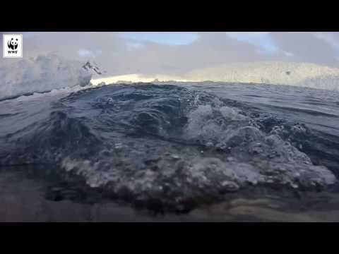A whale's eye view of Antarctica