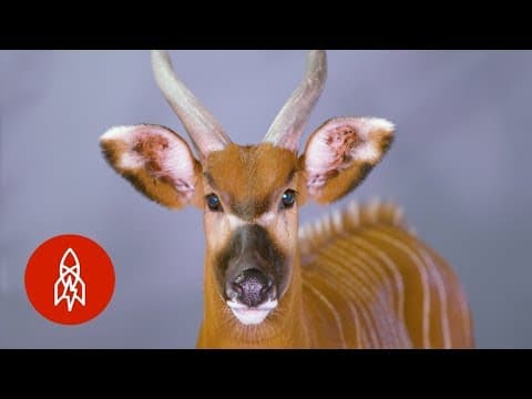 There are only 100 of these antelopes left in the wild