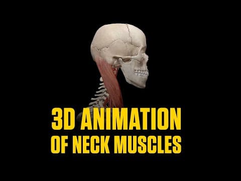 Basic Anatomy of the Human Heart (3D Physiology Animation)