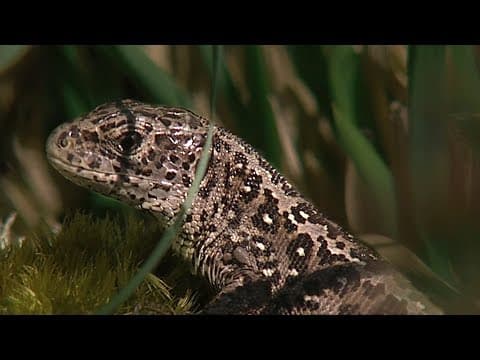 Beautiful Repiles and Rare Animals of Britain