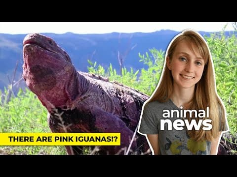 Pink iguana hatchling discovery could help save the species