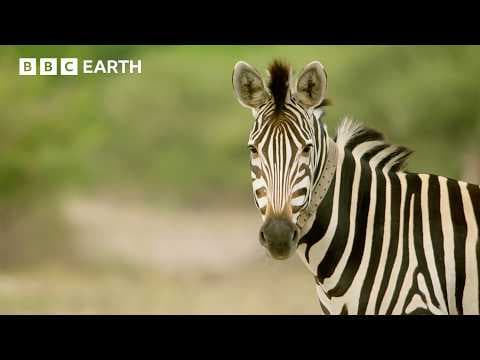 A Zebra's Journey Through the Wild | Nature's Great Migrations | BBC Earth - YouTube
