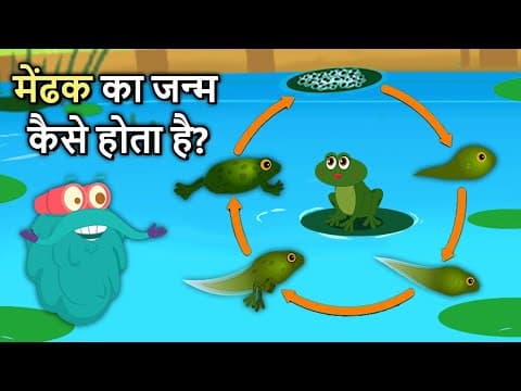 рдореЗрдВрдврдХ рдХрд╛ рдЬреАрд╡рди рдЪрдХреНрд░ | Life Cycle Of A Frog In Hindi | Frog Life Cycle | Binocs Ki Duniya