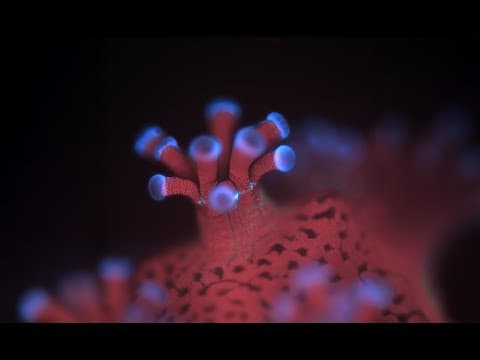 Corals Revealed as Never Before Through a Groundbreaking New Microscope in California - YouTube