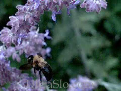 5000FPS bee in UltraSlo