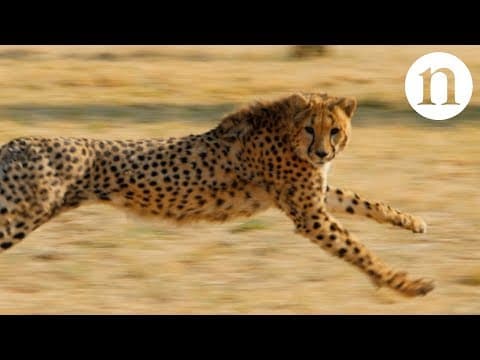 Anatomy of a hunt: Speed, strategy and survival - YouTube