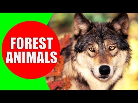 Forest Animals for Kids - Children Learn Temperate Forest Animal Sounds & Animals of the Forest