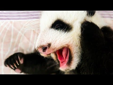 Newborn Baby Pandas Hand-Fed | Panda Babies