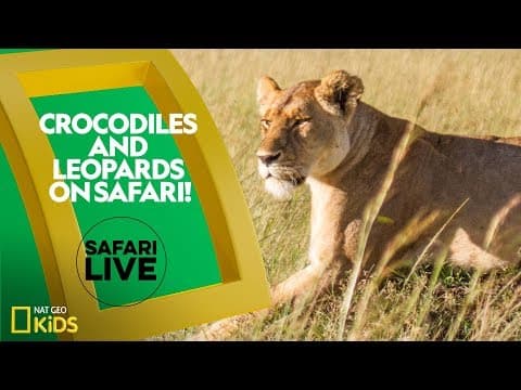 Crocodiles and leopards on safari