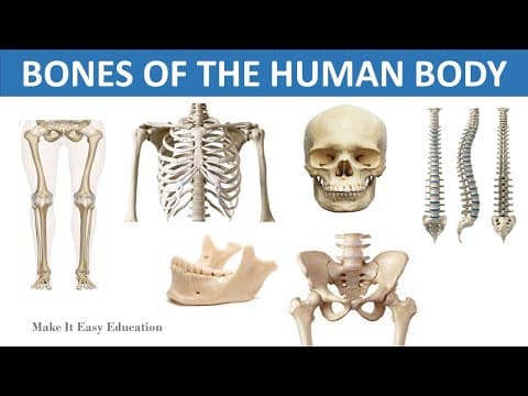 BONES OF THE HUMAN BODY || THE SKELETAL SYSTEM || SCIENCE VIDEO FOR CHILDREN