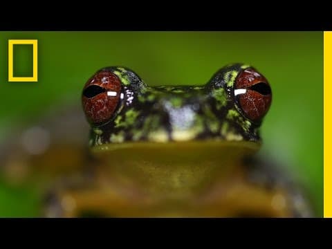 Stunning Close-ups: Meet These Frogs Before They Go Extinct | National Geographic