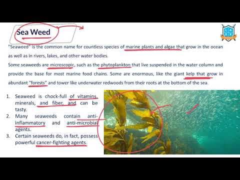 What is Sea Weed ? || Sea Weed అంటే ఏమిటి?