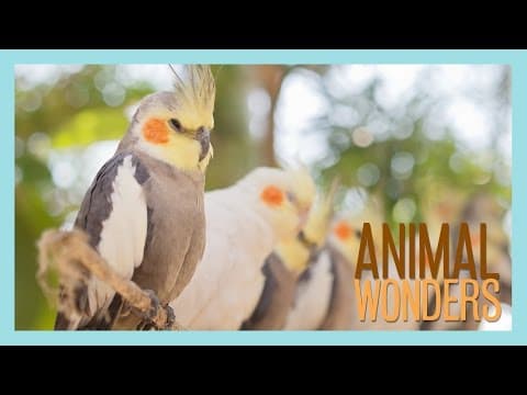 Cockatiels! What, Where, How