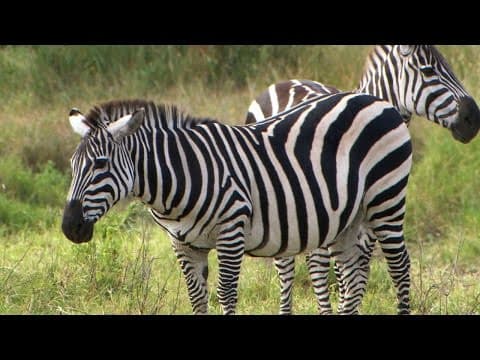 Are zebras black or white?