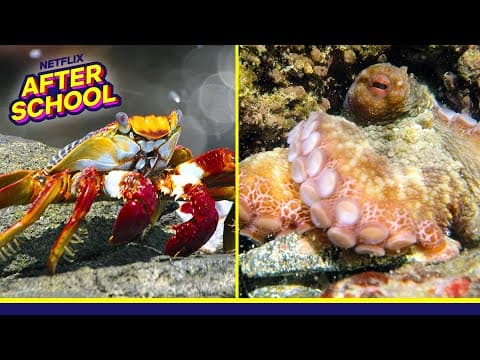 Octopus vs. Crab Animal