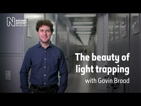 The beauty of light trapping - Natural History Museum