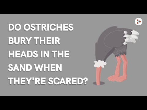 Do ostriches bury their heads in the sand when they're scared?