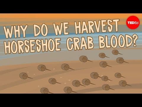 Why do we harvest horseshoe crab blood