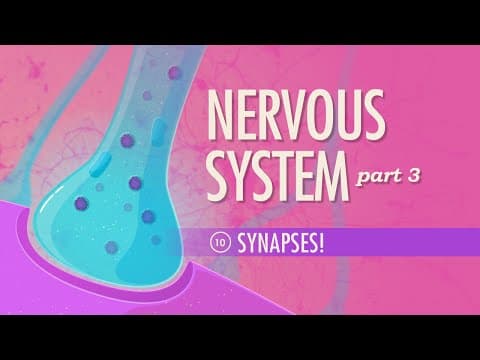 The Nervous System, Part 3 - Synapses!: Crash Course Anatomy & Physiology #10 - YouTube