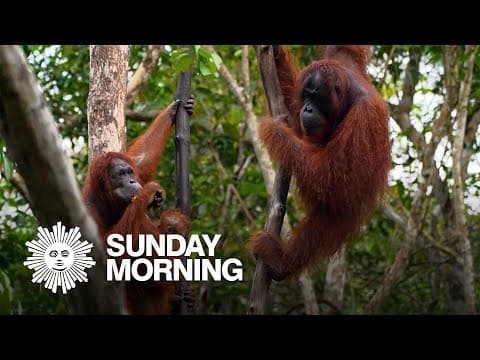 Orangutans eat fruit in Borneo’s forest canopy