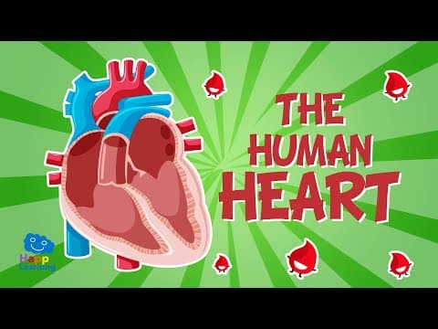 The human body the heart - educational videos for kids