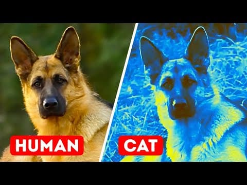 The World Through the Eyes of Animals