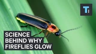 Science Behind Why Fireflies Glow