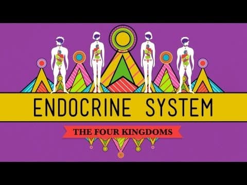 Great Glands - Your Endocrine System: CrashCourse Biology #33 - YouTube