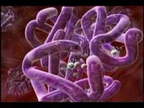 Oxygen Transport from Lungs to Cells