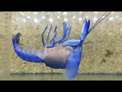 Incredible Footage of a Moulting Crayfish