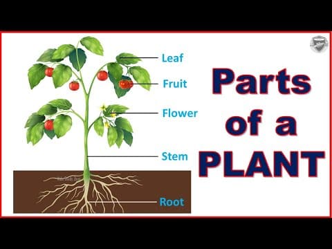 Parts of a plant