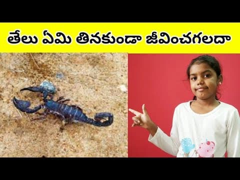 Intresting facts - తేలు ఏమి తినకుండా జీవించగలదా - telugu education videos
