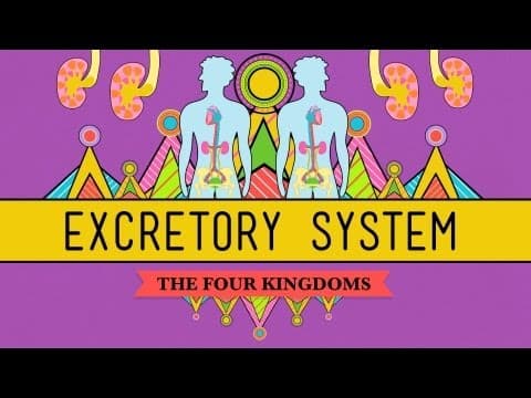 The Excretory System: From Your Heart to the Toilet - CrashCourse Biology #29 - YouTube