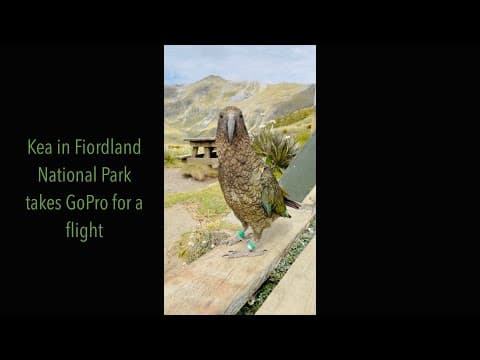 The electric eel and other animals that use electricity