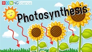 Photosynthesis