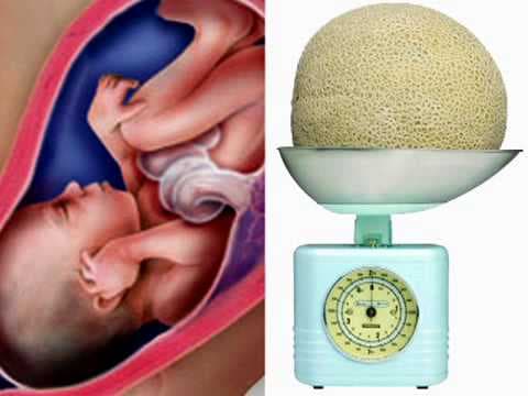 Fetal Development Week 32 (Pregnancy Health Guru)