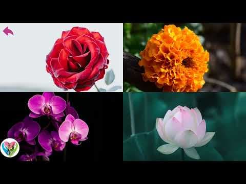 Flowers in the World