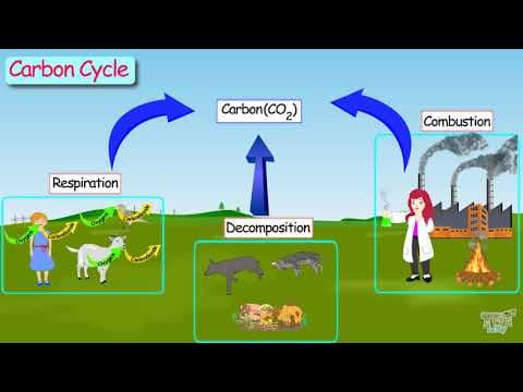 Carbon cycles -Our EcosystemPart-1