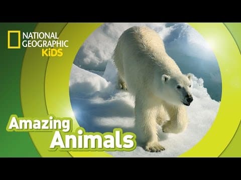 Polar bear - amazing animals