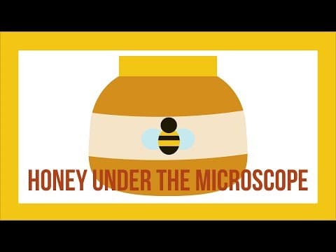 Honey Under the Microscope