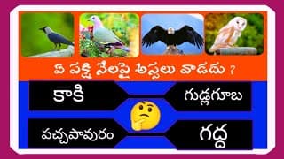 interesting Questions ln Telugu॥ Unknown Facts General knowledge Telugu Quiz